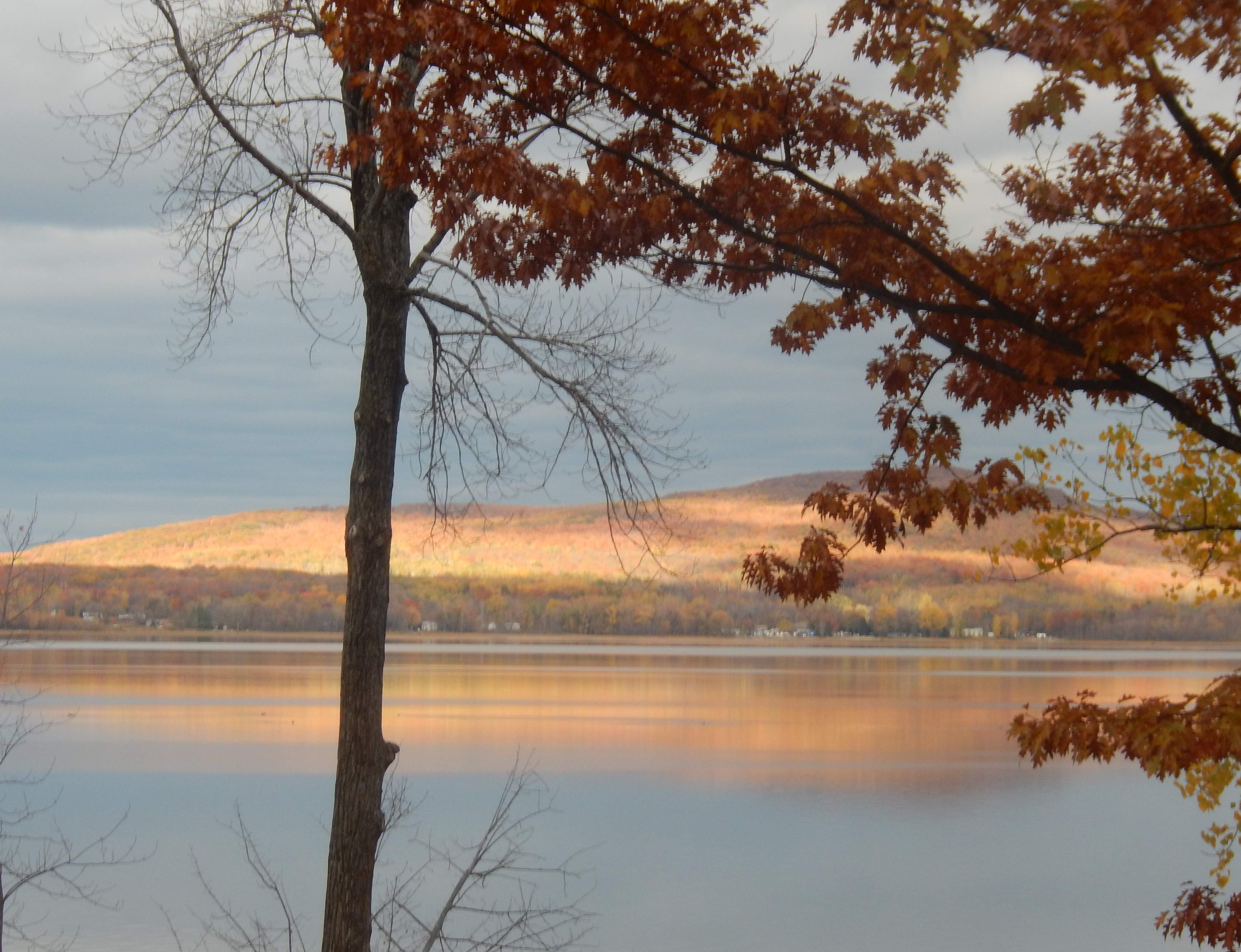 autumn light throuh the trees
